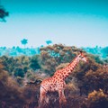 Perhatian! Afrika Selatan Kena Resesi Ekonomi