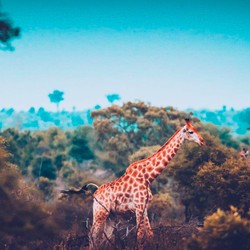 Dari China Sampai Afrika, Ini 21 Negara Pemberi Utang RI
