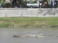 Koarmada I dan Polairud Upayakan Tangkap Buaya Pondok Dayung