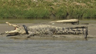 Pengunjung Tak Takut Isu Buaya Masuk Ancol