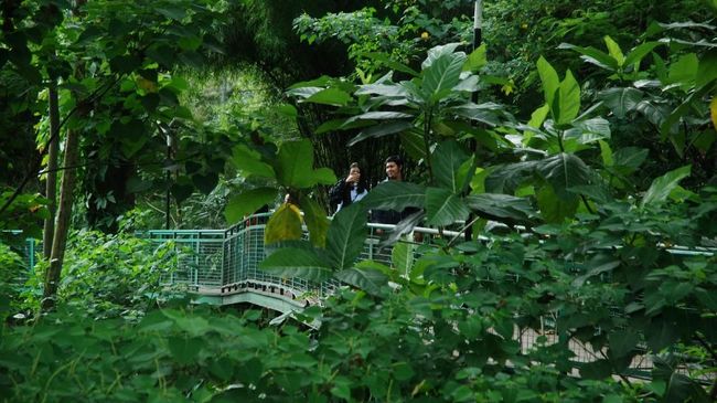 Forest Walk, Solusi Hutan di Tengah Kota Bandung