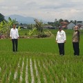 Jokowi: Petani Harus Bisa Jual Beras, Bukan Gabah