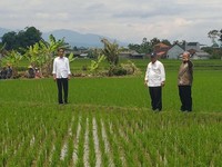 Presiden Jokowi Tinjau Lokasi Padat Karya Tunai Irigasi