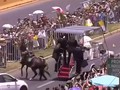 VIDEO: Saat Paus Menolong Polisi Cile yang Jatuh dari Kuda