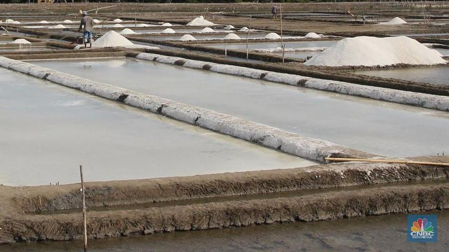 Luasnya Pantai Tak Menjamin Produksi Garam Melimpah