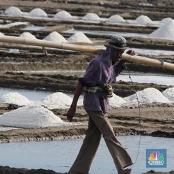 Kecewanya Petambak Garam Karena Hak Menteri Susi Dicabut