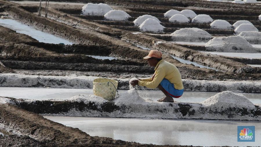 Minim Intervensi Teknologi, Produksi Garam Sulit Digenjot