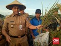 Anies Panen Padi, Stok Beras DKI Dijamin Aman