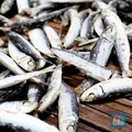 Perhatikan Saat Beli, 10 Ikan Ini Mengandung Merkuri Tinggi