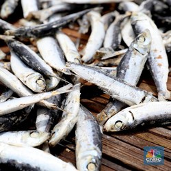 Perhatikan Saat Beli, 10 Ikan Ini Mengandung Merkuri Tinggi
