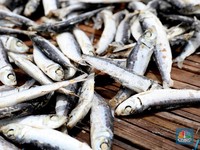 Perhatikan Saat Beli, 10 Ikan Ini Mengandung Merkuri Tinggi