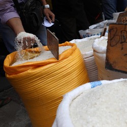 BPS Revisi Target Kementan: Produksi Padi Hanya 56 Juta Ton