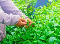Cuaca Mendukung, Produksi Tembakau 2018 Tembus 200.000 Ton