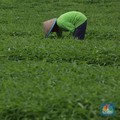 Lahan Pertanian Makin Sempit, Petani Gurem Naik Pesat