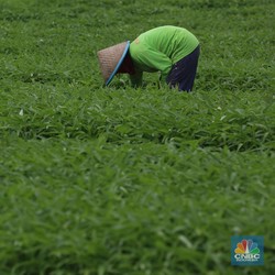 Lahan Pertanian Makin Sempit, Petani Gurem Naik Pesat