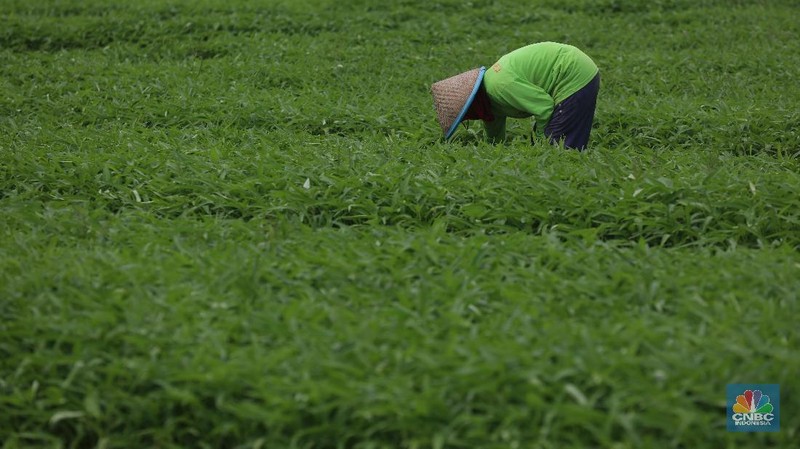 Sejumlah petani kangkung mengalami kerugian karena kerusakan hasil panen sayur kangkung sehingga kankung yang dijual turun seharga Rp 2. 000 per ikat.