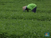 Lahan Pertanian Makin Sempit, Petani Gurem Naik Pesat