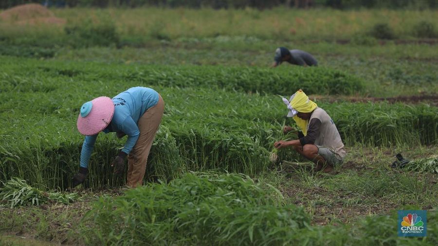 Sejumlah petani kangkung mengalami kerugian karena kerusakan hasil panen sayur kangkung sehingga kankung yang dijual turun seharga Rp 2. 000 per ikat.