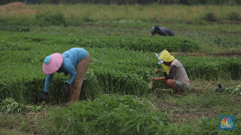 Sejumlah petani kangkung mengalami kerugian karena kerusakan hasil panen sayur kangkung sehingga kankung yang dijual turun seharga Rp 2. 000 per ikat.