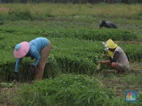 Kontribusi Tiga Sektor Ini ke PDB RI Hanya 0,47%