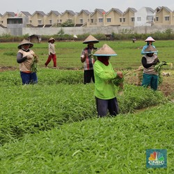 Jokowi 'Cuma' Guyur Rp 76 T, Anggaran Ketahanan Pangan Turun!