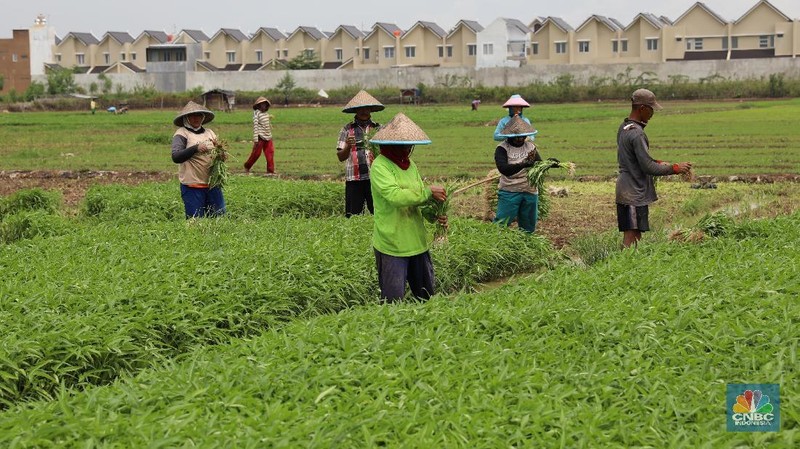 Sejumlah petani kangkung mengalami kerugian karena kerusakan hasil panen sayur kangkung sehingga kankung yang dijual turun seharga Rp 2. 000 per ikat.