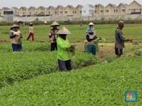 Lulusan Pertanian Diprediksi Makin Banyak Dicari, Ini Alasannya