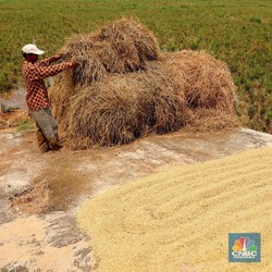 Selamat! Petani di 19 Daerah Ini Mulai Makmur