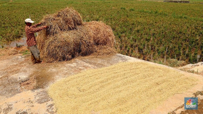 Lahan seluas 3,5 hektar di kawasan Cakung, Jakarta Timur, ini telah panen padi sebanyak 10,6 ton dihasilkan oleh pertanian .
