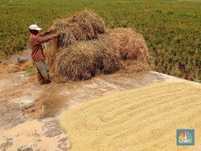Daya Beli Petani Terganggu di Oktober, BPS Ungkap Faktanya!