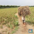 Siap-Siap! Mantan Napi Teroris Rame-Rame Mau Nyebur ke Sawah