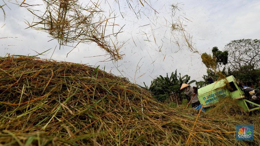 Lahan seluas 3,5 hektar di kawasan Cakung, Jakarta Timur, ini telah panen padi sebanyak 10,6 ton dihasilkan oleh pertanian .