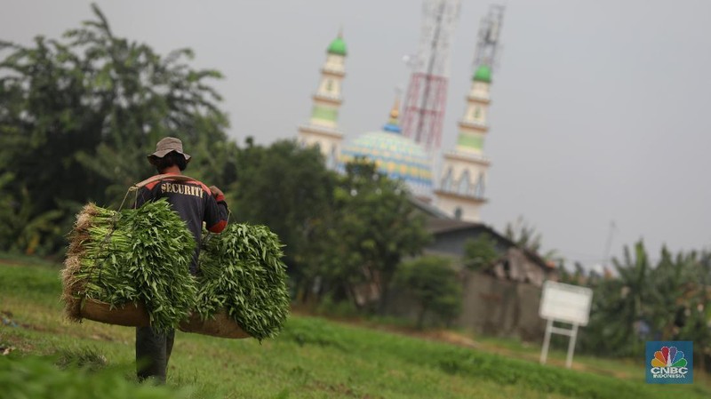 Sejumlah petani kangkung mengalami kerugian karena kerusakan hasil panen sayur kangkung sehingga kankung yang dijual turun seharga Rp 2. 000 per ikat.