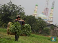 Jokowi Diminta Penjarakan Perusak Lahan Pertanian