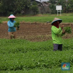Petani RI Pusing Dapat Order 1.000 Ton dari Jepang, Kok Bisa?