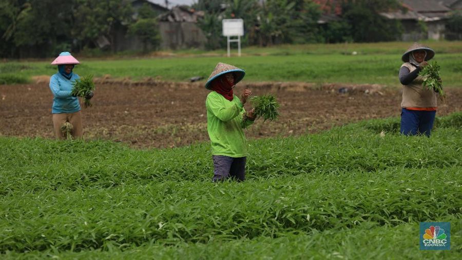 Sejumlah petani kangkung mengalami kerugian karena kerusakan hasil panen sayur kangkung sehingga kankung yang dijual turun seharga Rp 2. 000 per ikat.