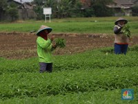 Akibat Kerusakan Hasil Panen, Petani Kangkung Merugi