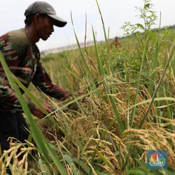 Bak Bumi dan Langit, Harga Beras Sekarang Tak Seheboh Tahun Lalu