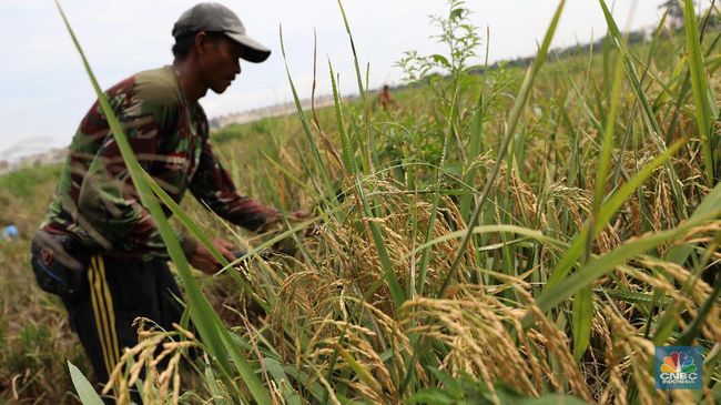 Kabar Baik Buat Petani, Bulog Targetkan Serap 3 Juta Ton Beras di 2025