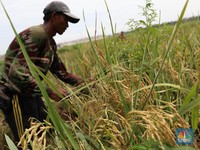 Bak Bumi dan Langit, Harga Beras Sekarang Tak Seheboh Tahun Lalu