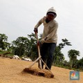 Duh! Stok Beras RI Cuma Kuat 2 Bulan, Negara Lain Setahun