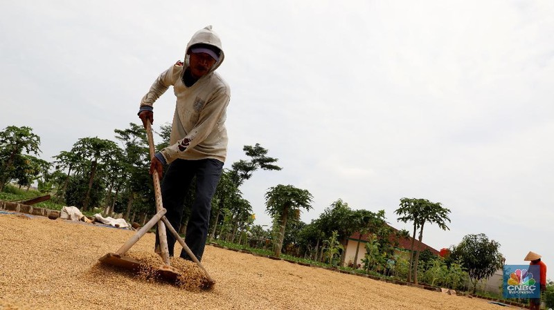 Lahan seluas 3,5 hektar di kawasan Cakung, Jakarta Timur, ini telah panen padi sebanyak 10,6 ton dihasilkan oleh pertanian .