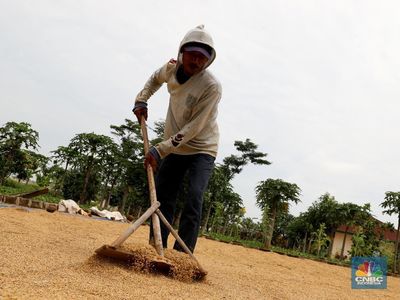 BPS Ramal Produksi Beras RI Bisa Tembus 34,7 Juta Ton di Akhir 2025