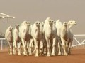 VIDEO: Mencari Unta Tercantik di Arab Saudi