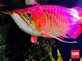 Ikan Arwana Jadi Atraksi Wisata Festival Danau Sentarum