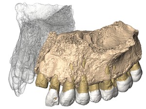 Ahli Paleontologi Brasil Temukan Fosil Reptil Kuno dari Masa Trias