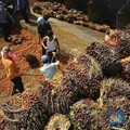 Sudah 3 Hari Naik, Harga CPO Makin Dekat Rp 4.000