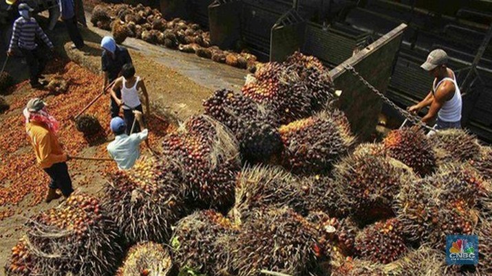 Harga CPO Santai, Tapi 13 Saham Sawit RI Malah Bergairah