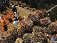 Petani Sulit Dapatkan Sertifikasi Kelapa Sawit