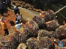 RI & Malaysia Kompak Dorong Harga CPO Nanjak, Ini Pemicunya..